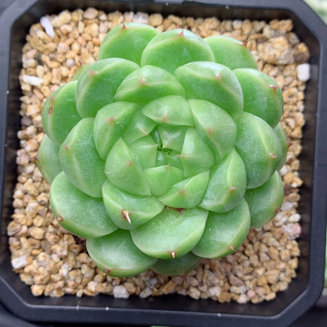 58包邮  群生不包整麦秆2