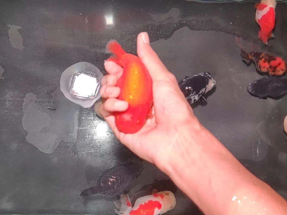 朝***拾金鱼潘氏金鱼兰寿金鱼红白吗