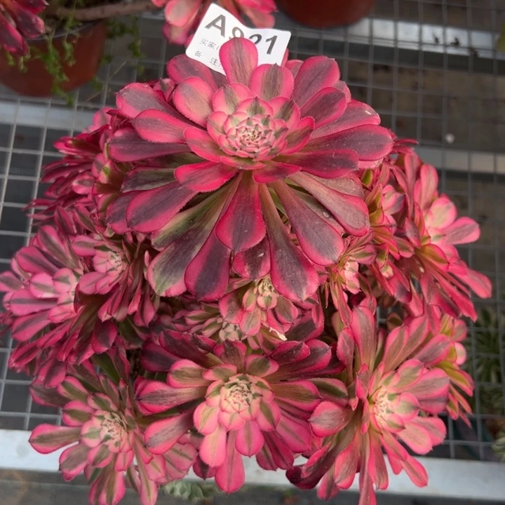 921红铜超白25厘米左右多肉