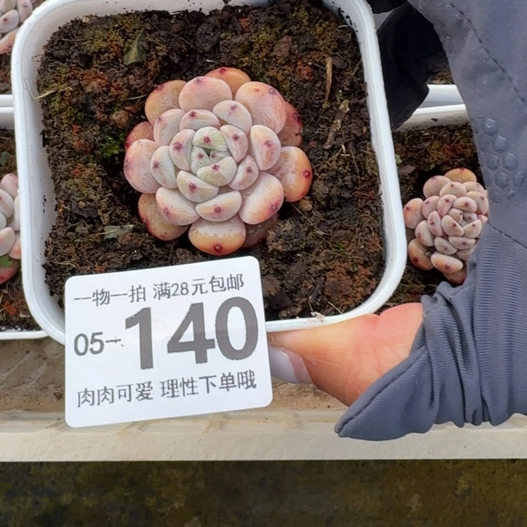 雪爪无盆土发货无