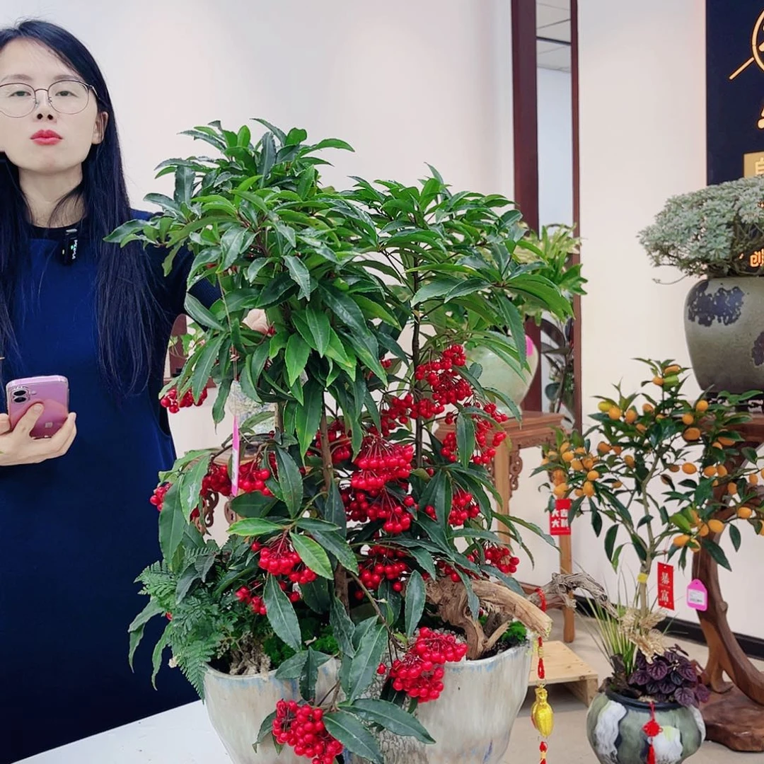 丁*高端绿植一物一拍