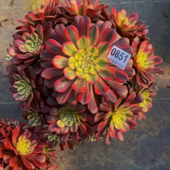 美肌08511111111111