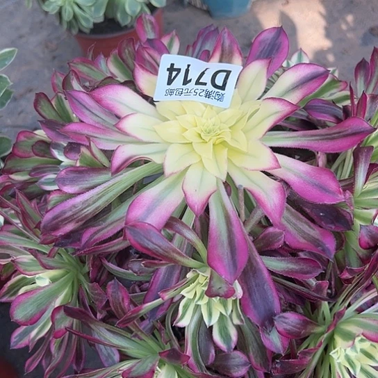 颐*多肉植物一个