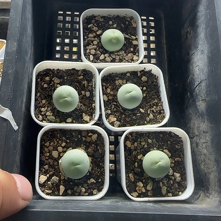 5年鸽子蛋5颗带盆土