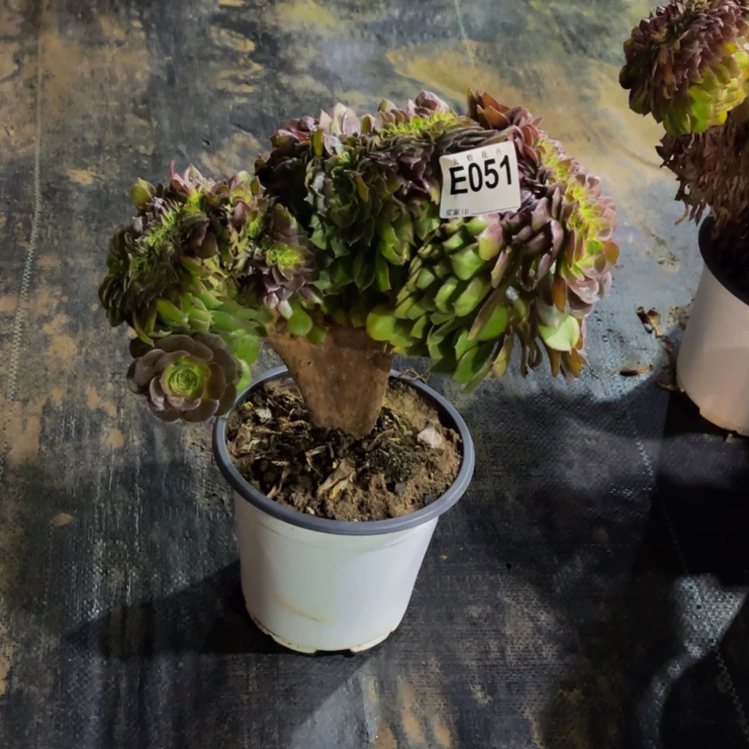 【闪购商品】05100