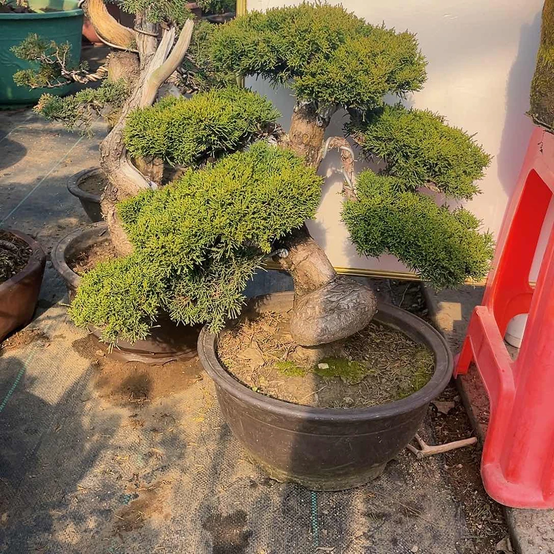 无花朵用****0济州真柏盆景