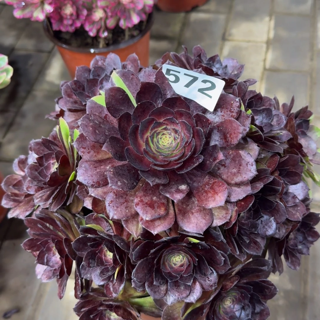 多肉植物572花花公子法师