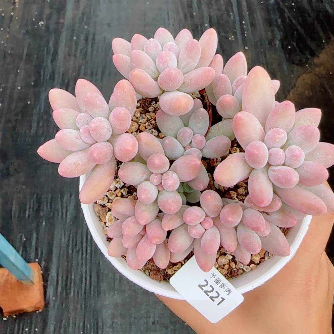 汤圆无砍，2221多肉植物