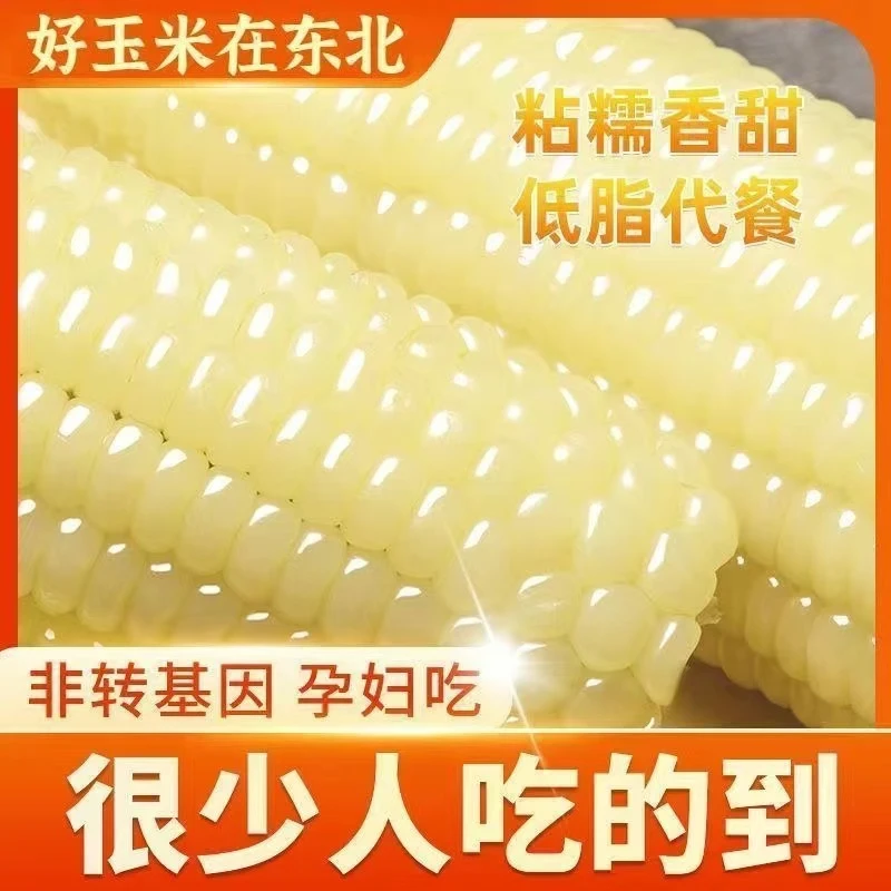 寒地黑土糯玉米东北白粘糯玉米10根甜糯粗粮代餐