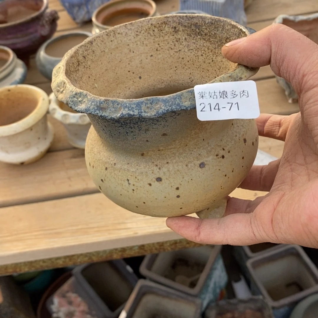 红陶唐*儿71号多肉盆一个呀