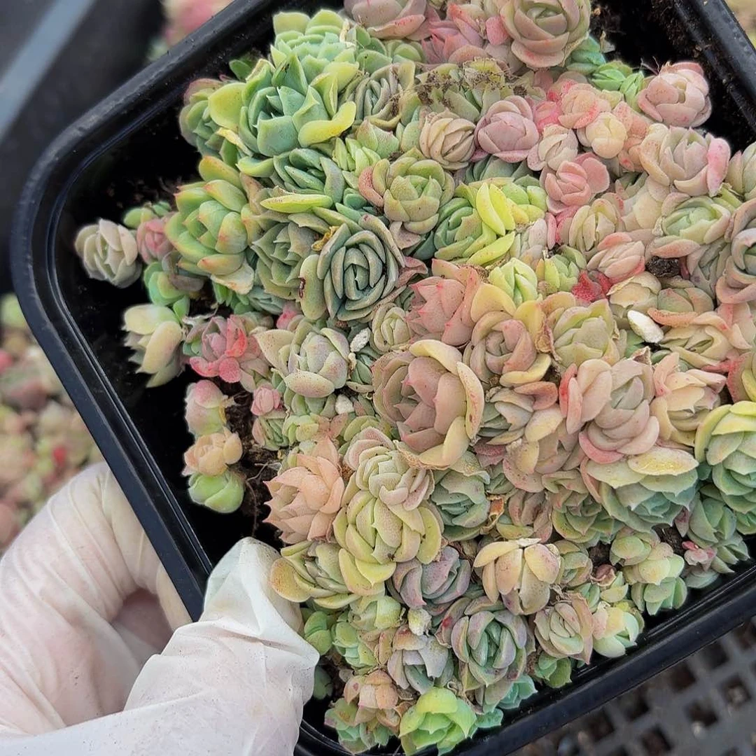 多肉植物多肉植物112