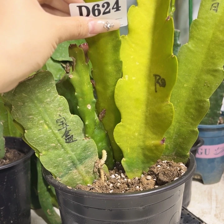 当前无花栽培后可以开花薇624