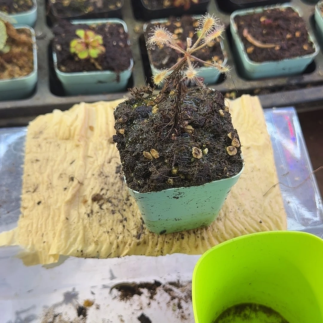 完全开放长亭茅膏菜