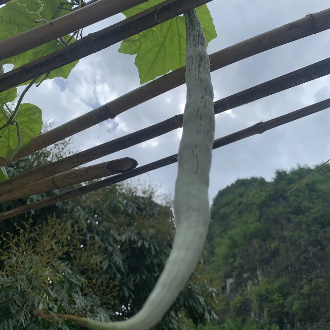 农家蔬菜蛇瓜2斤/份顺丰包邮