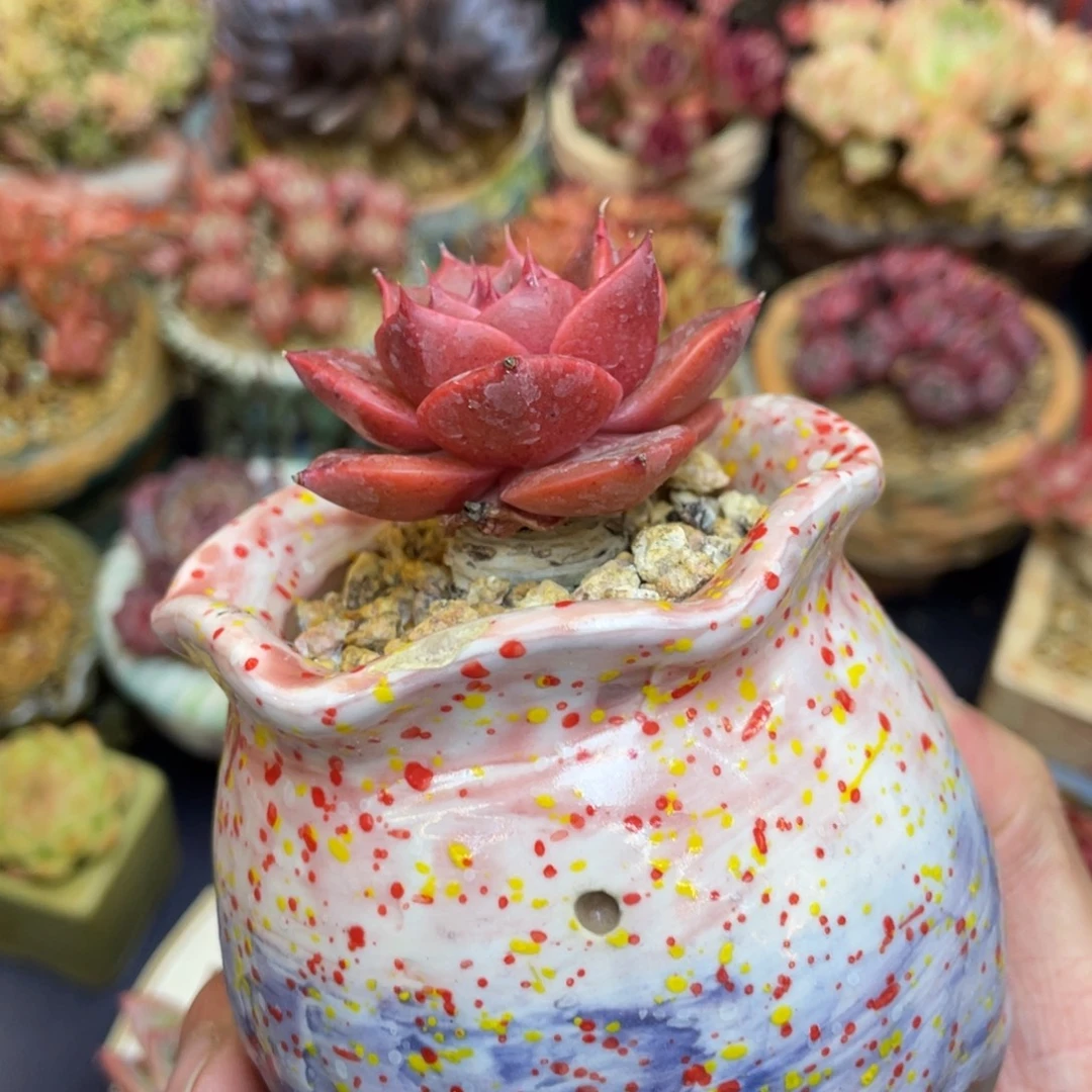 大和锦杂交单头老桩