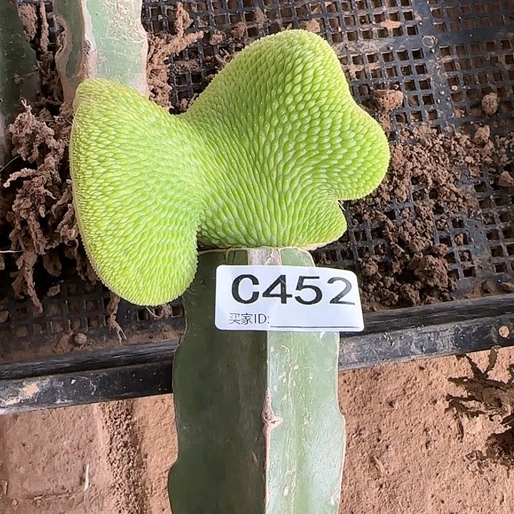 翁****?嫁接青蛇缀化452