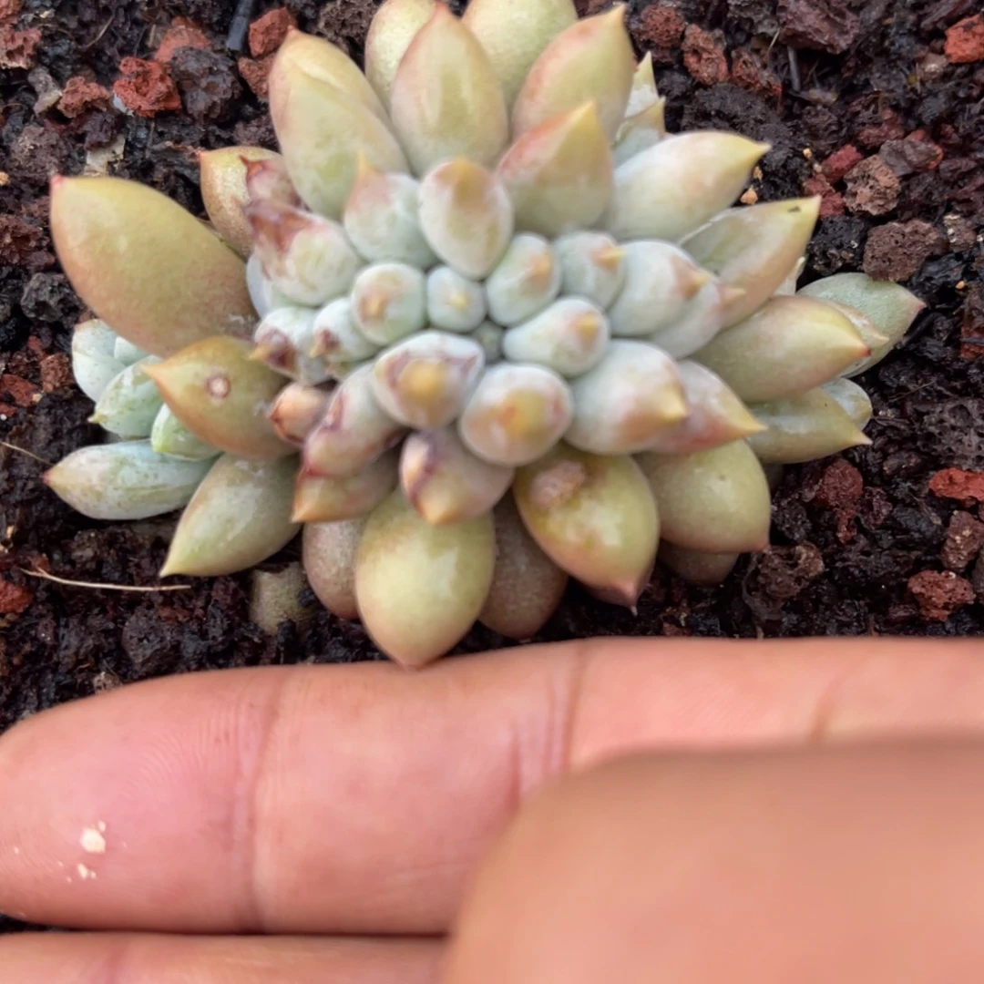 爱***猫38676767688686756