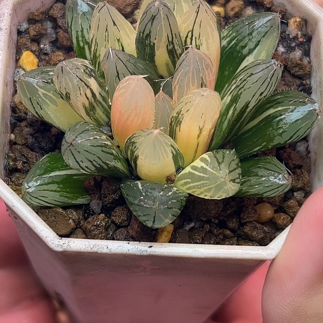 胭脂锦六公分亚成株锦十二