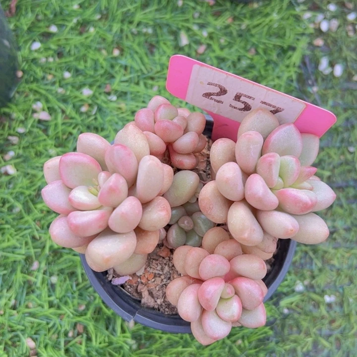 健健康康平平安安