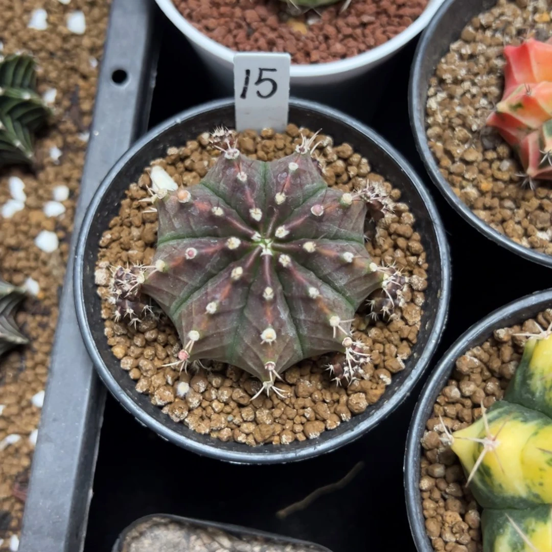 萨拉曼尼侧芽自根带盆土发货15