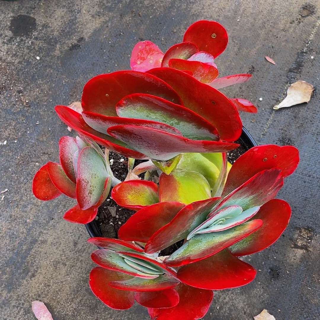 七**斓糖印锦多肉植物