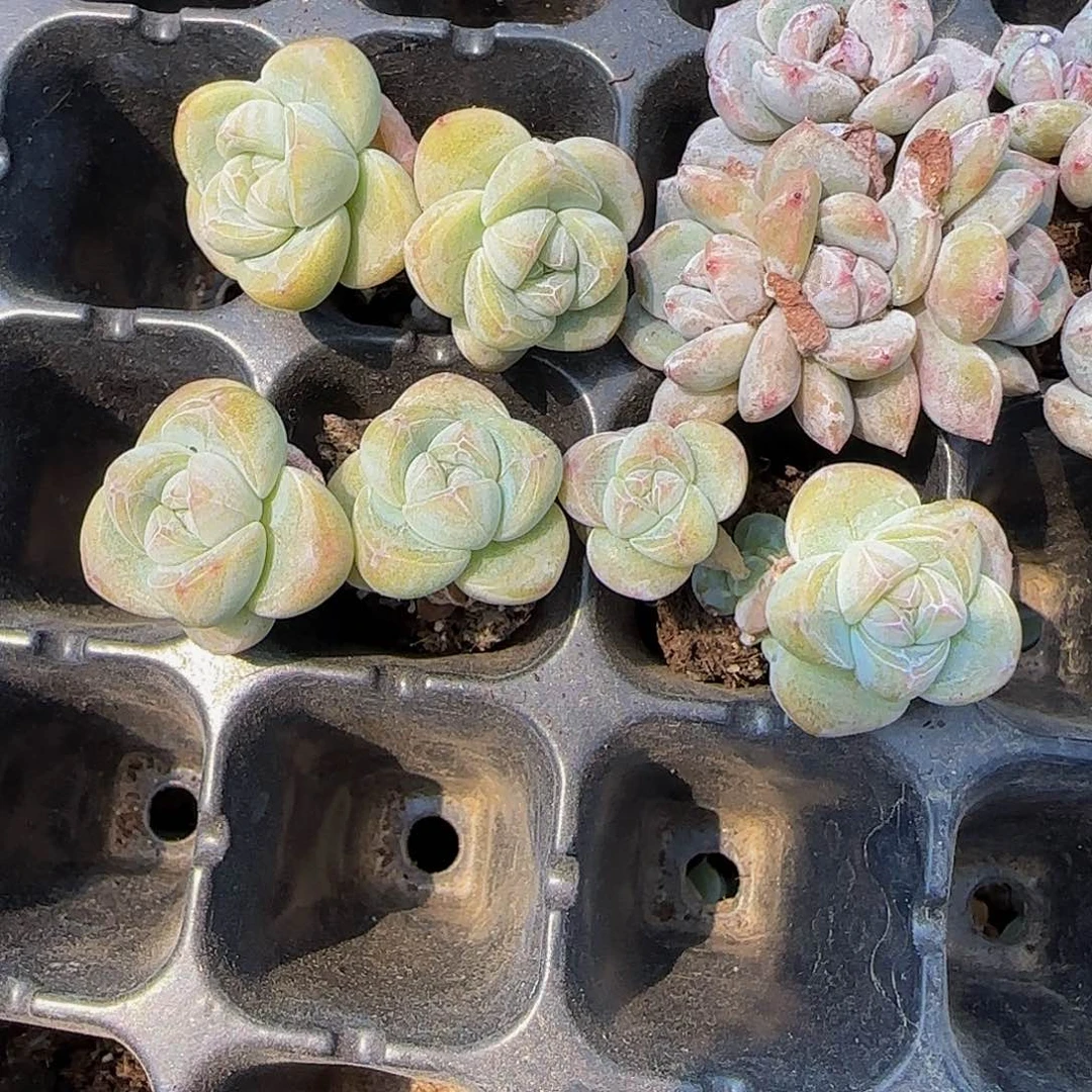 周*周1的3颗高腿冰玉特价