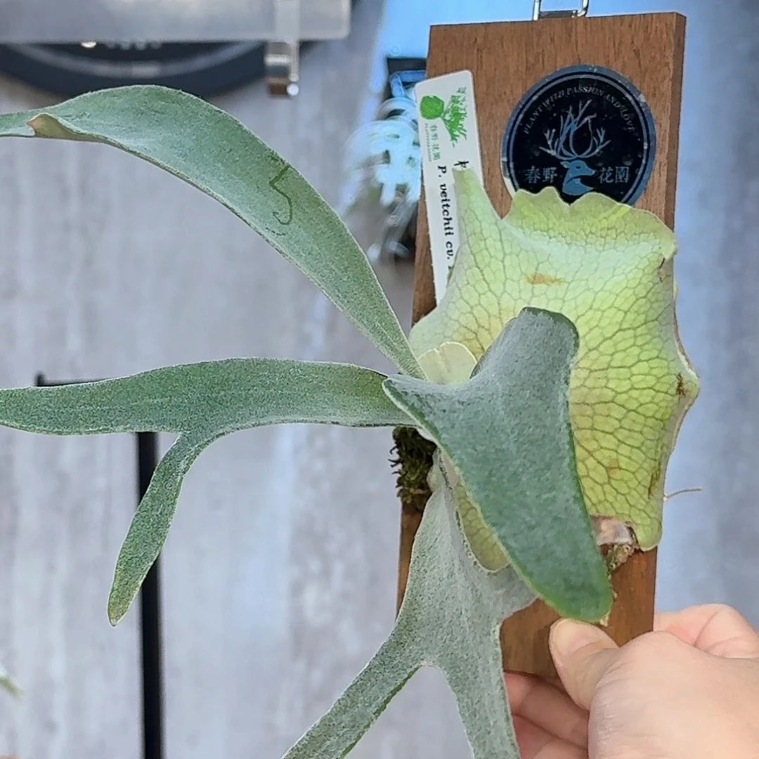 完全开放柠檬鹿角蕨书签板