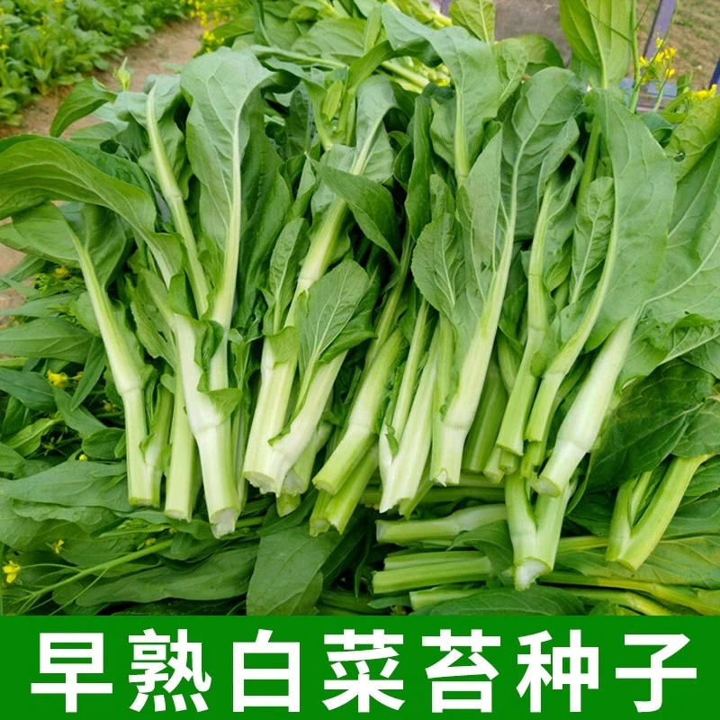 早熟白菜心种子香甜早白菜苔菜种阳台空心菜蔬菜四季水培种植