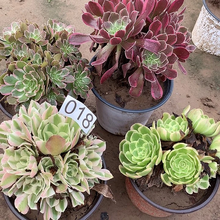 无花朵018四颗DVD肉植物