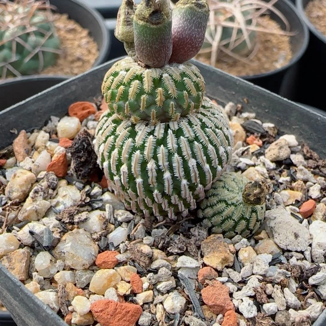 342实生精巧殿多肉