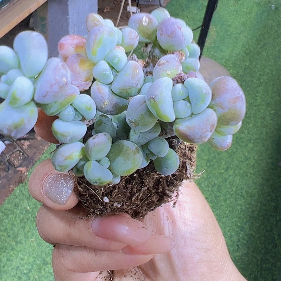 罗琦19包邮也哦肉植物