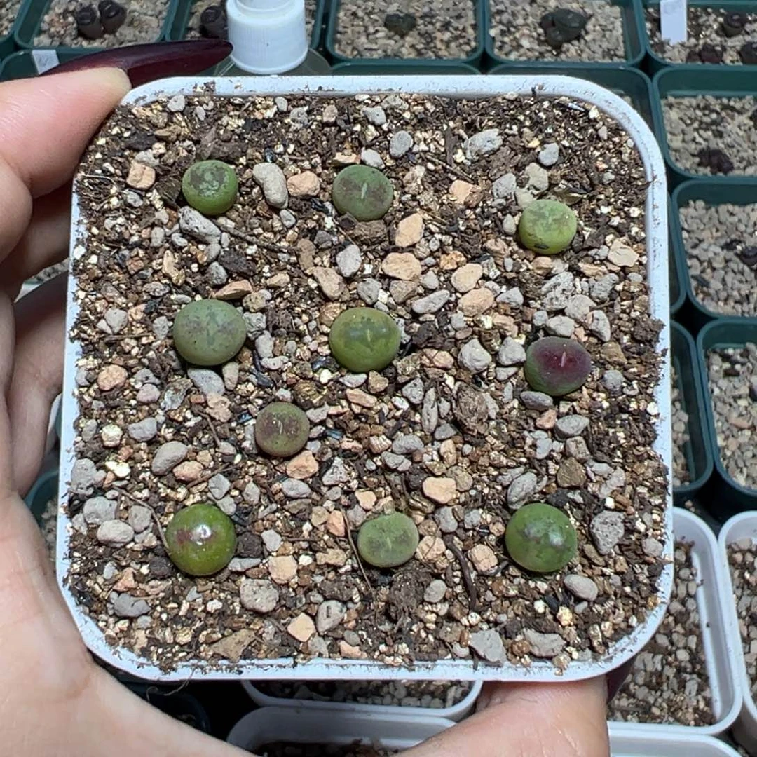 福***斧多肉植物多肉植物