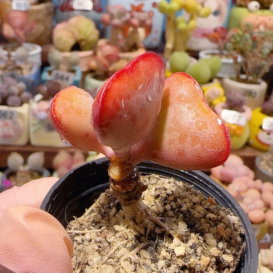 T爱心水泡盆口3.5cm