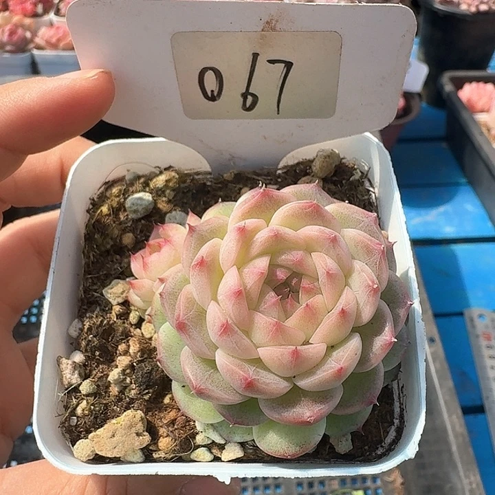 杂交多肉植物067