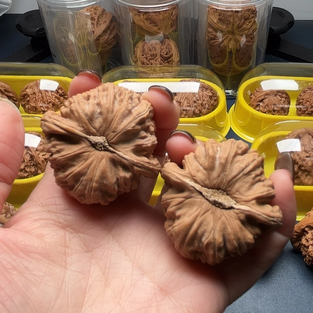 核桃42尺寸白狮子（有黄不退不换）