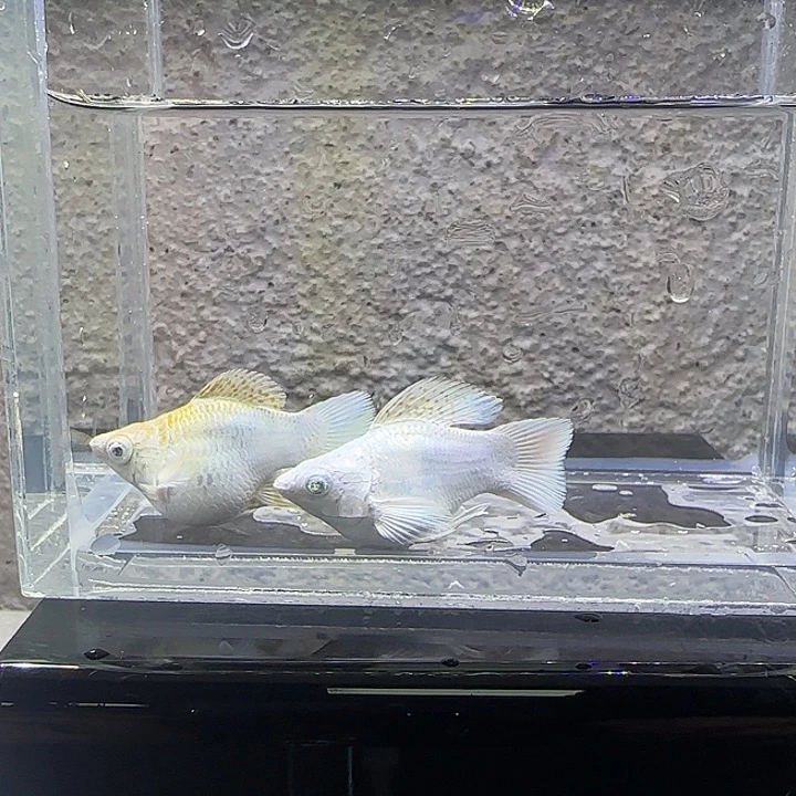 黑玛丽鱼铂金麒麟。69号