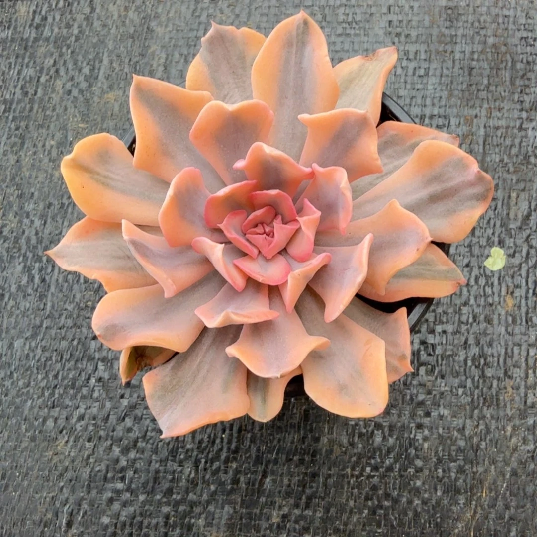 利比利亚锦锦上园艺一物一拍