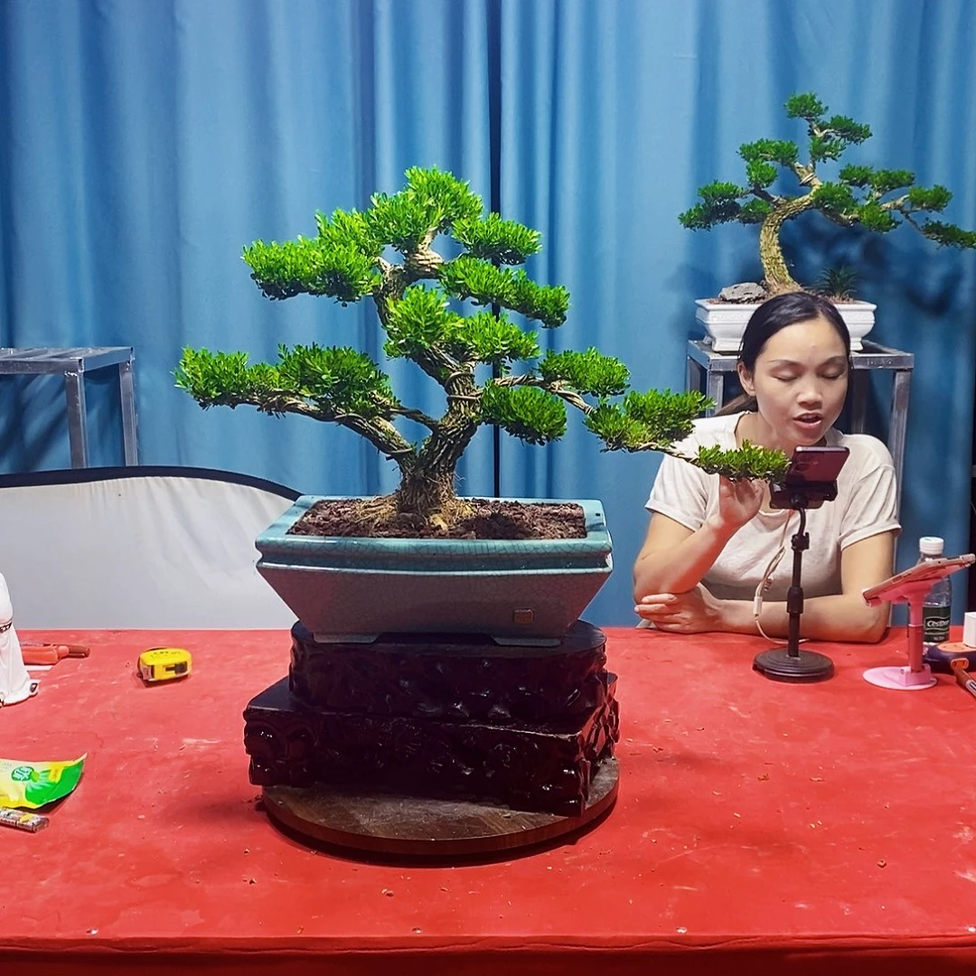 当前无花朵，栽培后可花朵