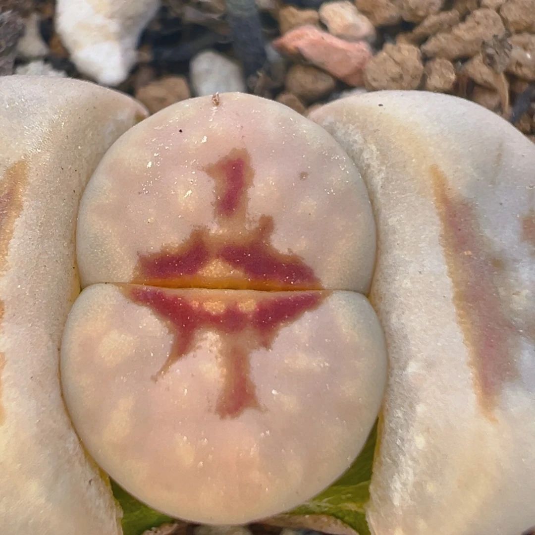 20多肉植物百科知识