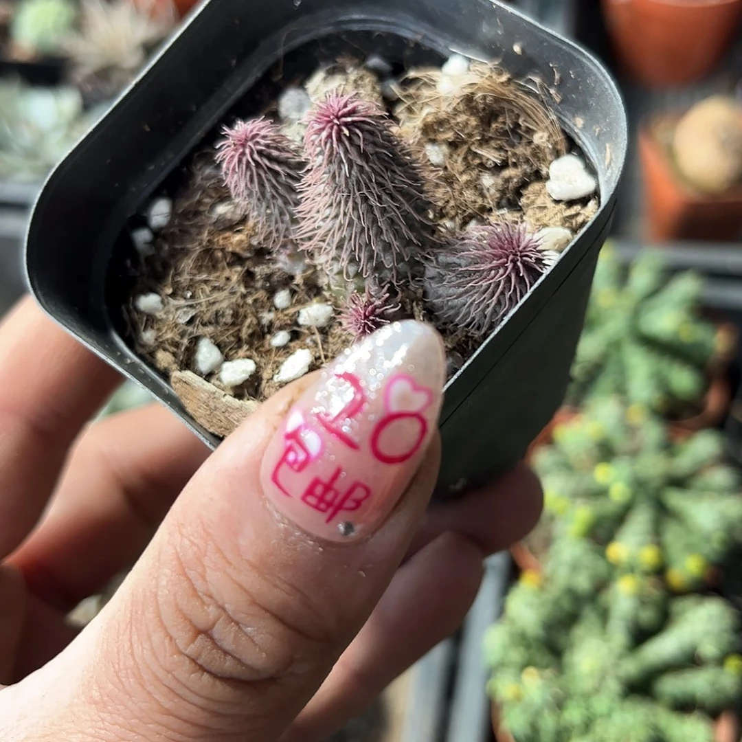 阿修罗有根发货的