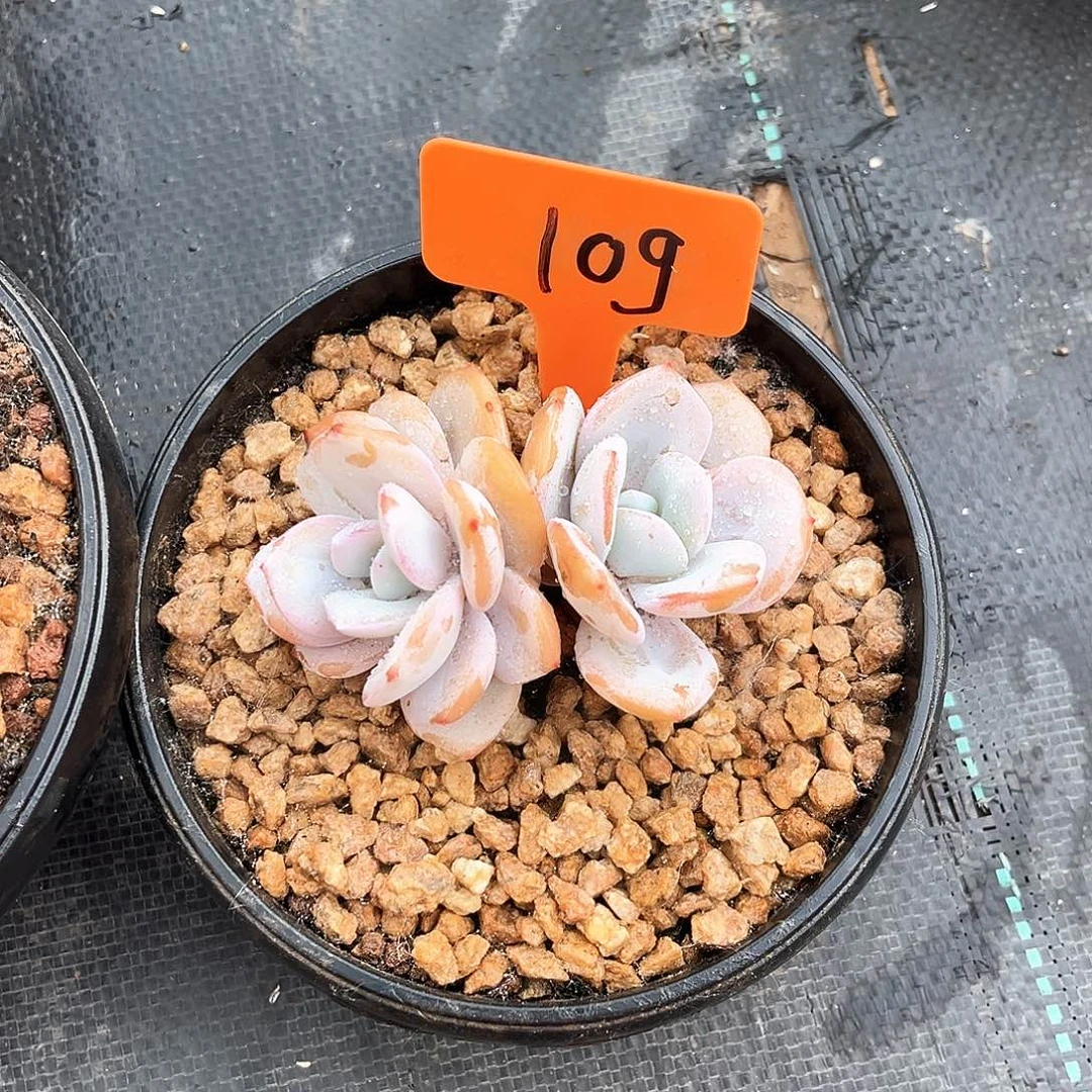 奶茶双头109号码牌子的话题