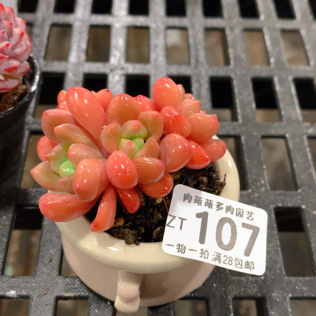 肉萌萌拇指盆精控多肉ZT107