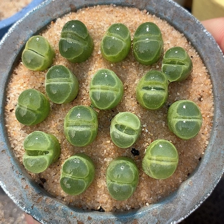 单头y400风铃一颗