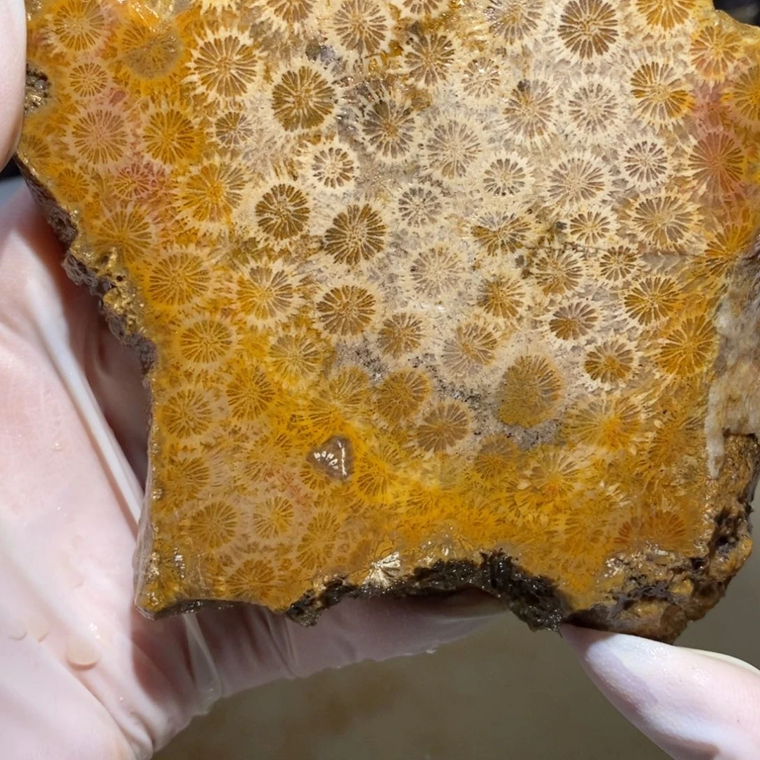 【闪购商品】硅化玉珊瑚玉未镶嵌
