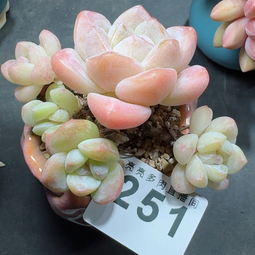 冰玉群生      愿你一路坦途，乘风破浪展宏图