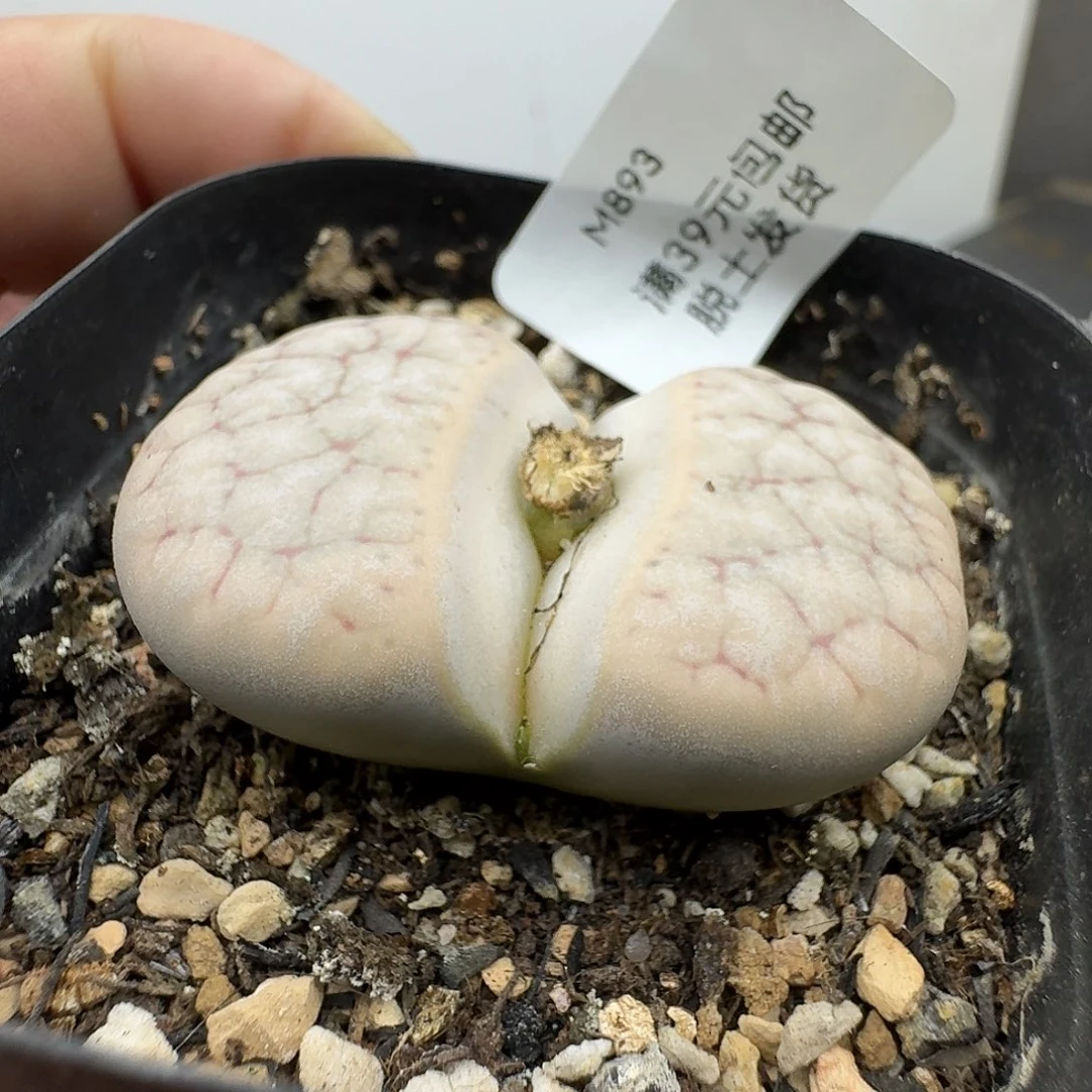 893号4.3厘米哈哈哈哈哈哈哈