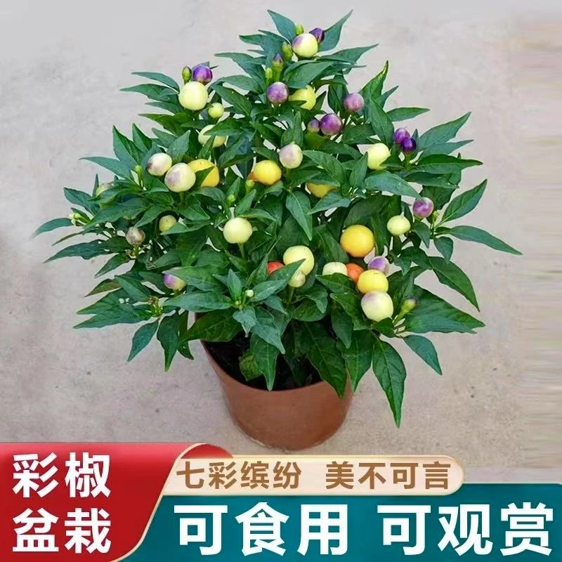 七彩椒植物好养植物带花果