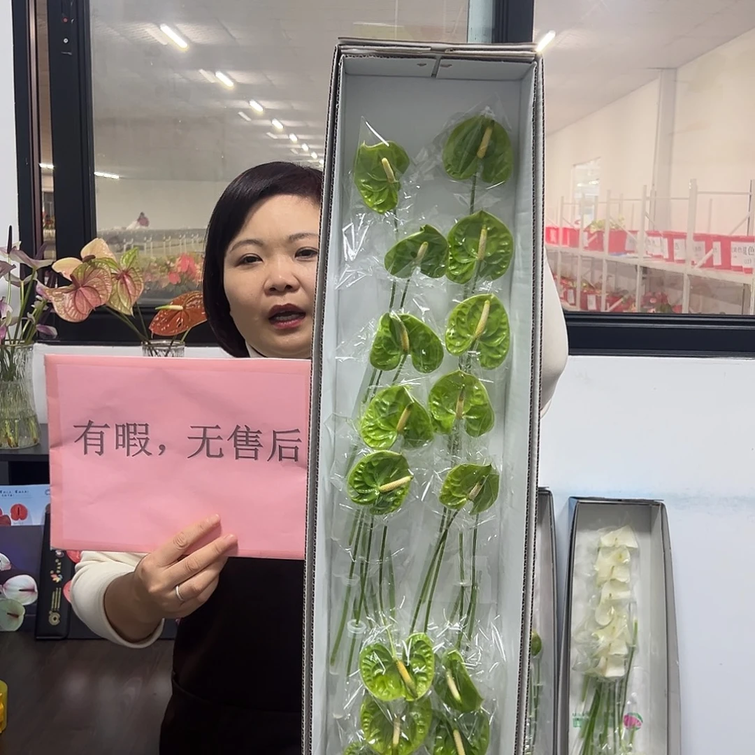 完全开放绿掌-20枝装无售后款！