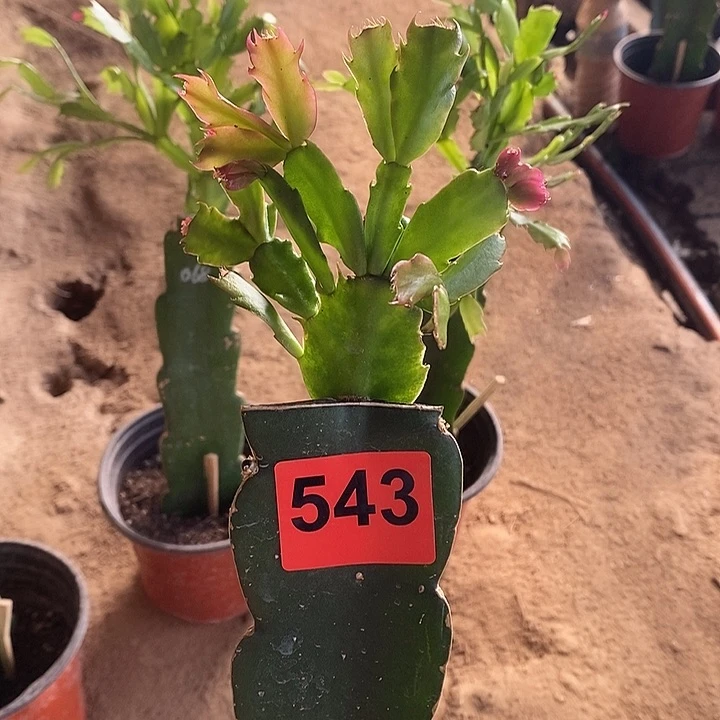 无花朵083，543号新疆不包邮