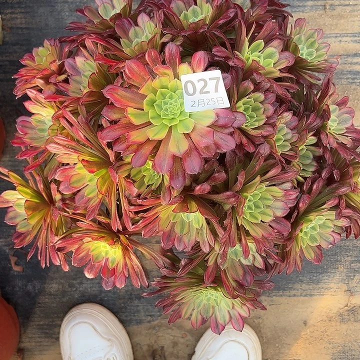 2.25-27不知名多肉1